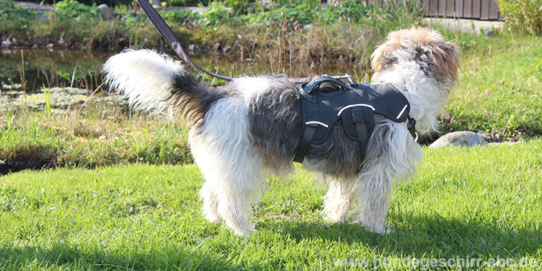 Ausbruchsicheres Hundegeschirr - Für ängstliche Hunde