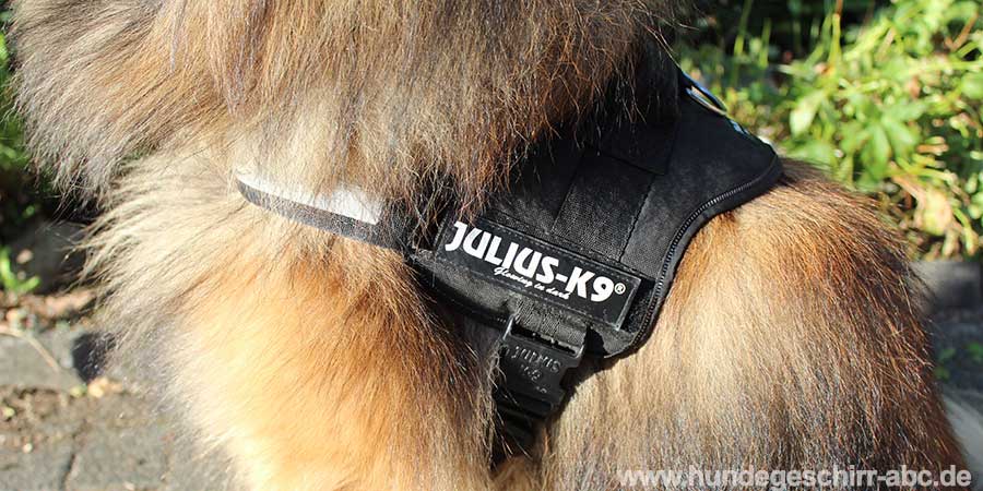 Julius K9 Powergeschirr anlegen