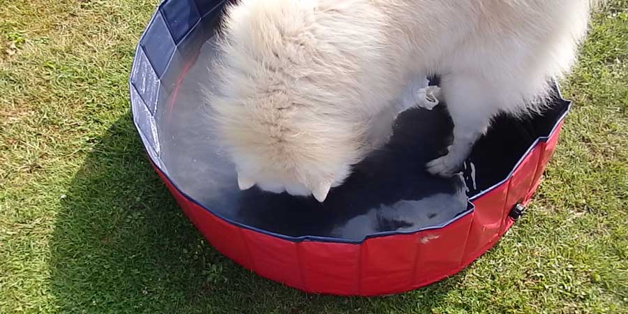 Hund spielt im Hundepool