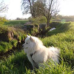 Safety Geschirr Hund