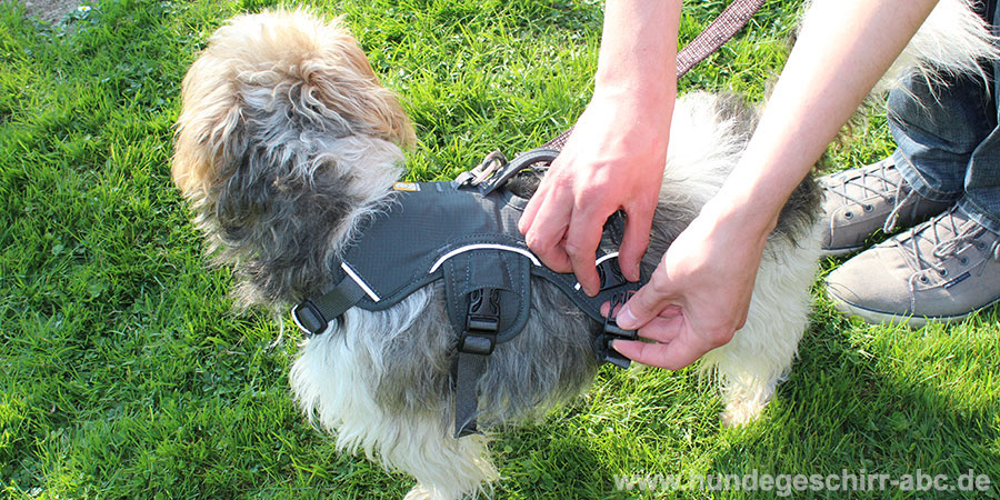 Anlegen des Ruffwear Web Master Harness