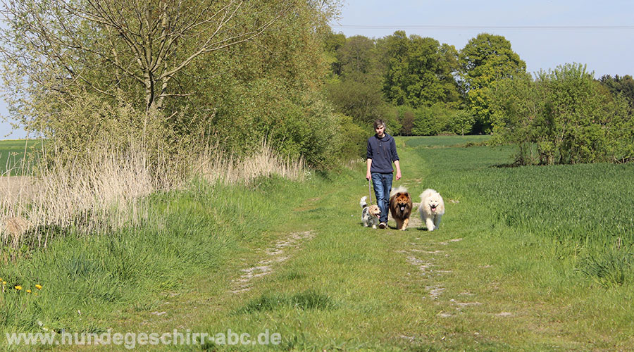 Spazieren mit drei Hunden