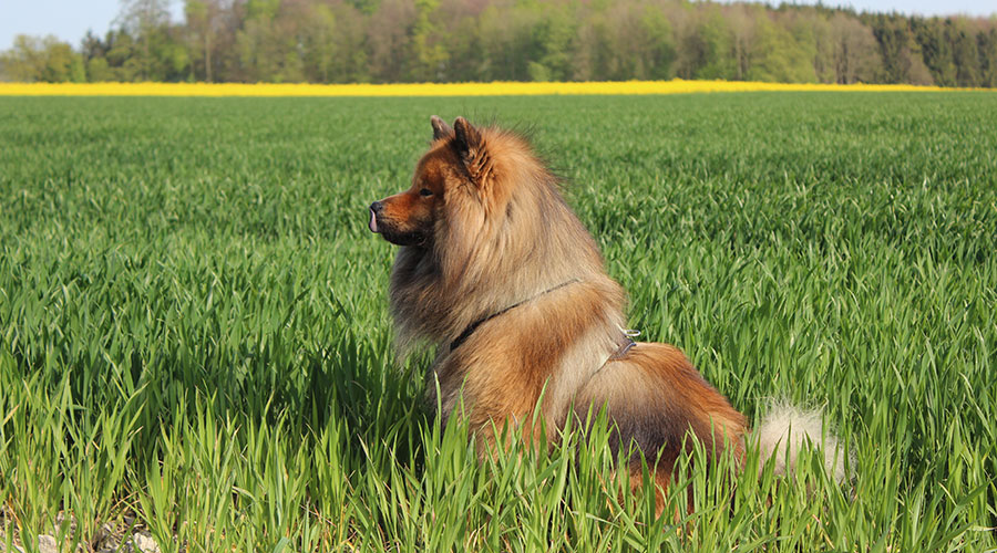 Unser Hund mit dem Hunter Neopren Geschirr