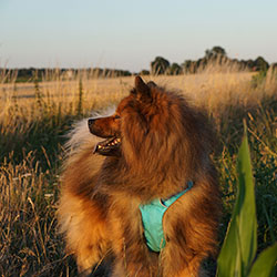 High & Light Harness von Ruffwear