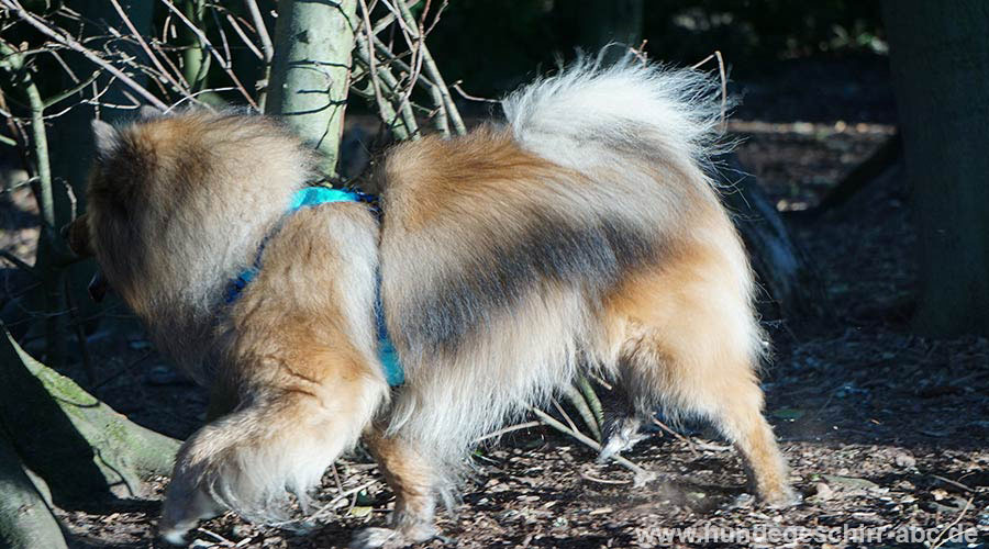 Das Geschirr sitzt gut am Hundekörper