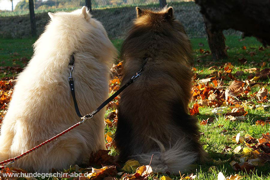 Koppel für mehrere Hunde