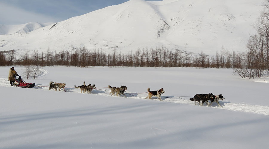 Zuggeschirr für Hunde