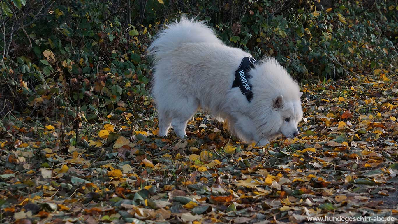 Hund mit K9 IDC Powergeschirr