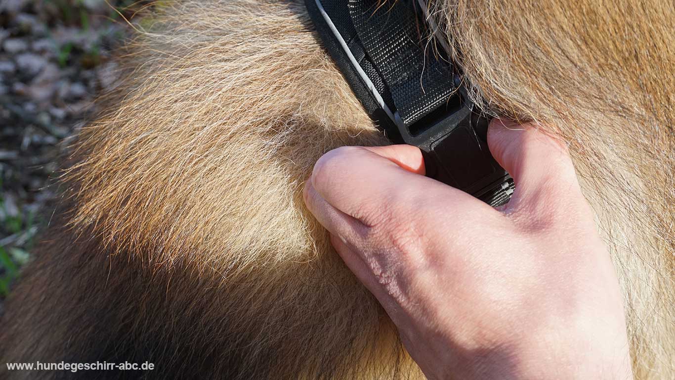 Anlegen vom Rabbitgoo Geschirr