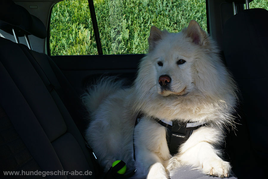 StopDog Autoleine erfahrungen